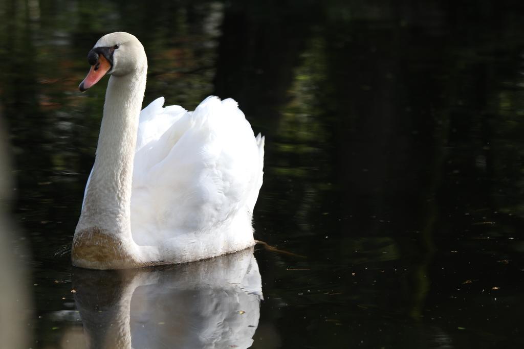 Chateau Du Bois De La Noe Bouaye Dış mekan fotoğraf